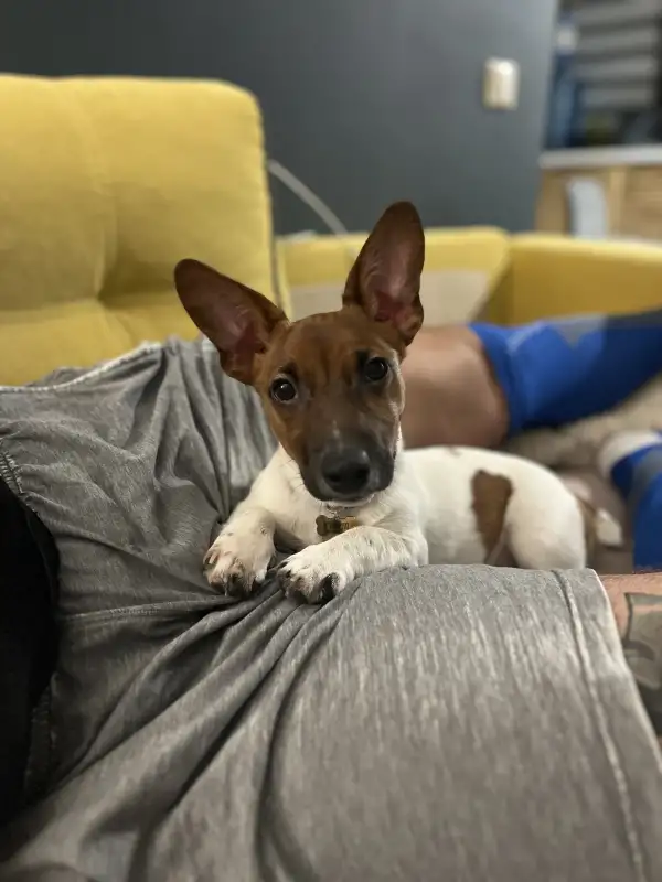 Фото Очаровательный щенок Джек Рассела 