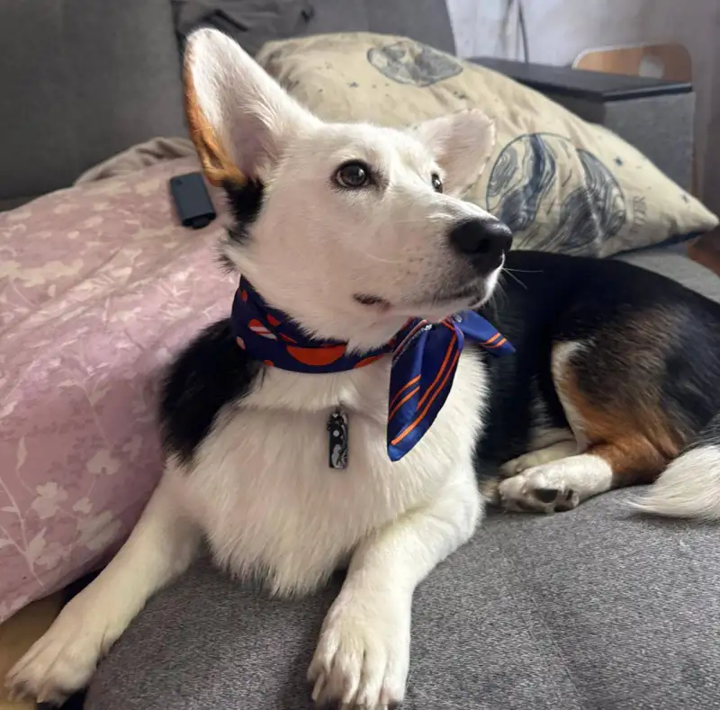 Фото Корги для съёмок