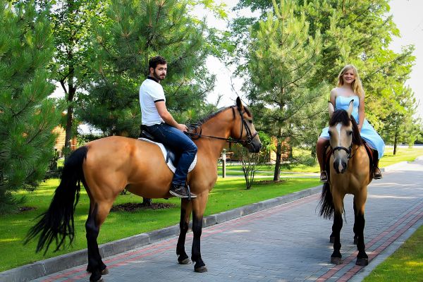 Фото Лошади и пони для сьемок