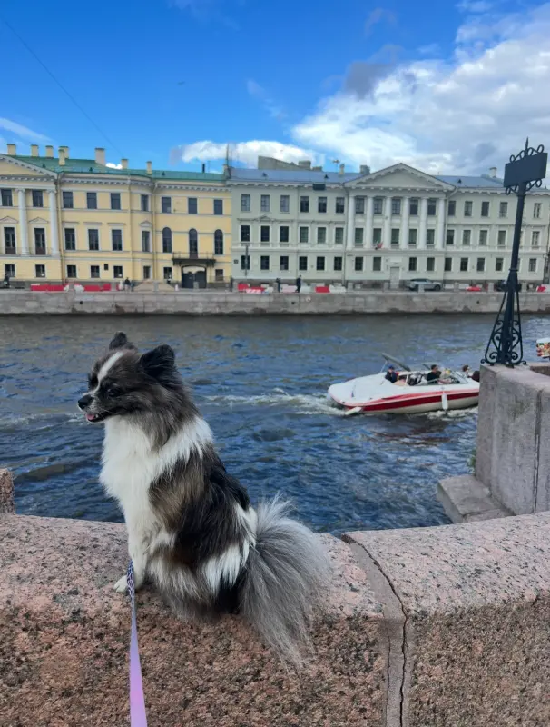 Фото Немецкий малыш шпиц