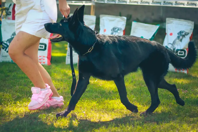 Фото Немецкая овчарка