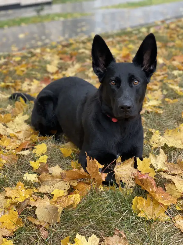 Фото Немецкая овчарка