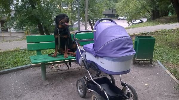 Фото Ротвейлер