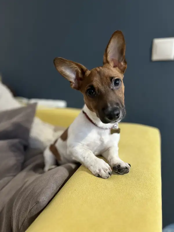 Фото Очаровательный щенок Джек Рассела 