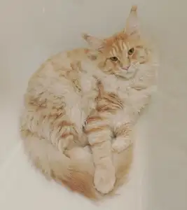 Котик Сладун для съемок