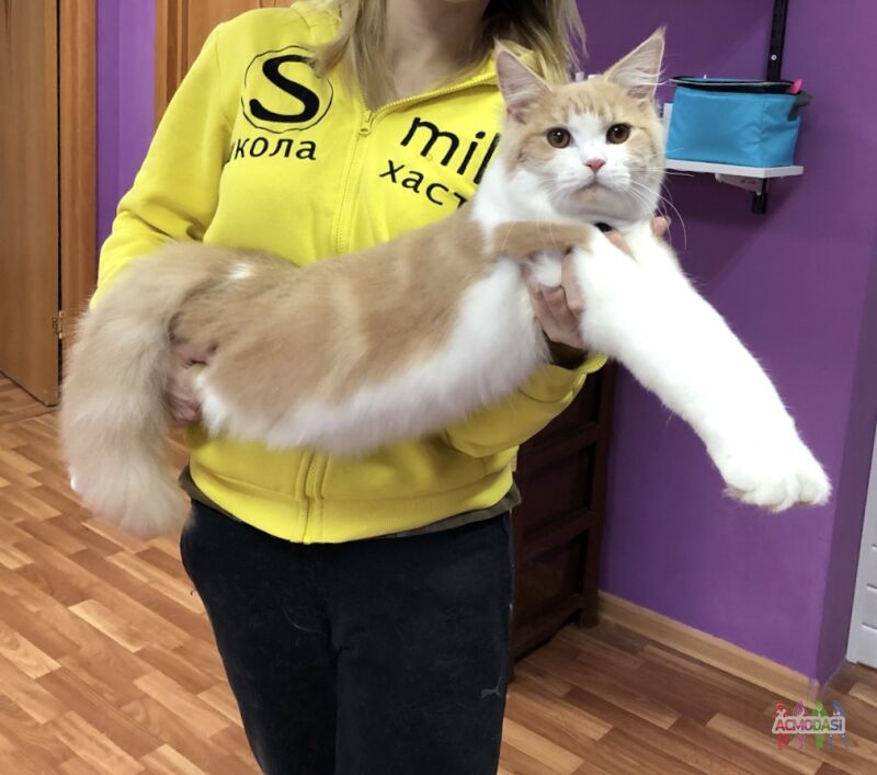 Фото Метис мейн-куна и мейн-кун