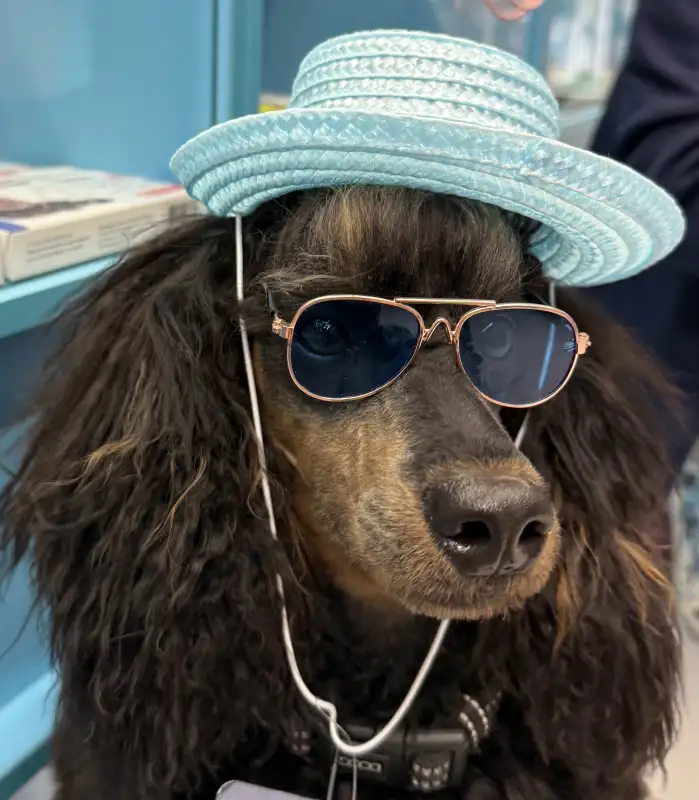 Фото ПУДЕЛЬ для сьемок