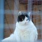 кот  Барсик фото №828635
