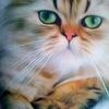 Чернышка  Шипицина фото №1624292