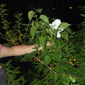 Людмила Николаевна Ашуйко фото №474407