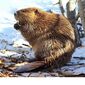 Екатерина Степановна Никуллина фото №1605948