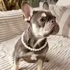 Французский бульдог Ева   фото №1937049